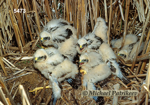 Northern Harrier (Circus hudsonius)